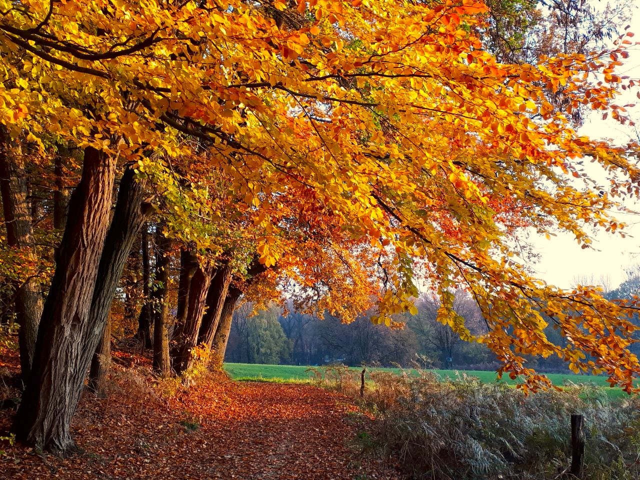 Schöne Herbstferien!