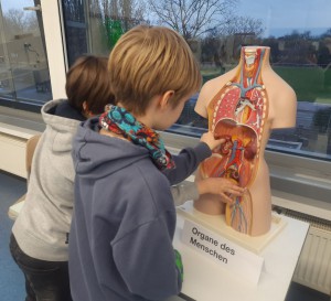 Während die einen sich ans Zusammenpuzzeln von Organen in der Biologie machten...