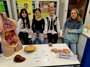 Im Biologietrakt konnte geforscht und probiert werden. Schüler:innen informierten anhand von Modellen über das Innenleben des Menschen.