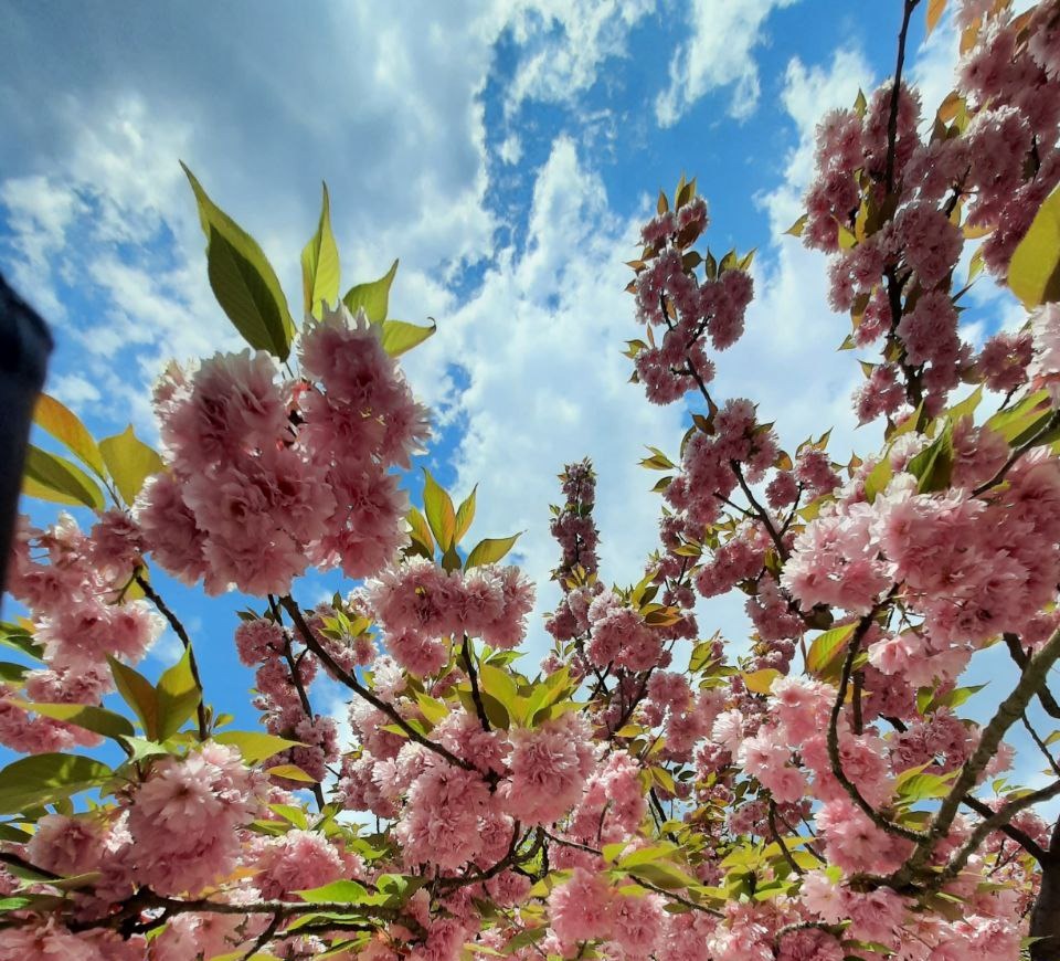 Schöne und erholsame Frühjahrsferien!