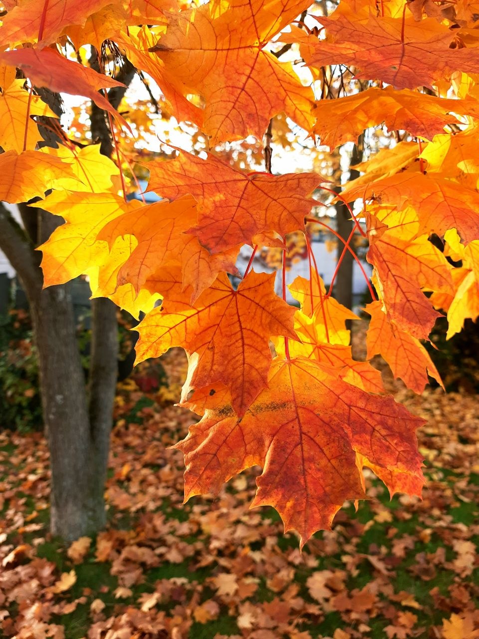 Schöne Herbstferien!